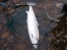 28lb Tay Springer