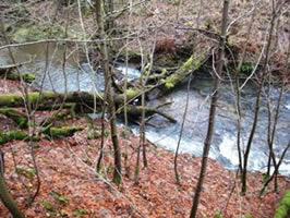  A tree blockage impeding fish migration on a burn in Tayside