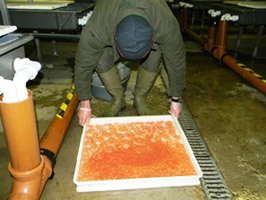 Atlantic salmon eggs being prepared for stocking-out